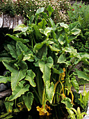 Arum lily (Zantedeschia 'Green Goddess')