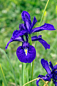 English iris (Iris latifolia)
