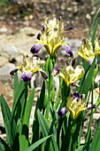 Hungarian iris (Iris variegata)