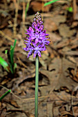 Autumn squill (Scilla autumnalis)