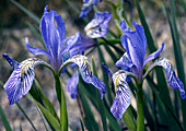 Flag irises (Iris missouriensis)