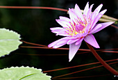 Water-lily,Nymphaea 'Director G T Moore'