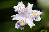 Sword lily (Iris japonica 'Eco Easter')