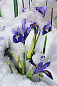 Iris (Iris reticulata 'Joyce')