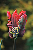 Parrot tulip (Tulipa 'Rococo')
