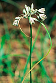 Allium paniculatum fuscum