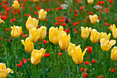 Rare endemic Swiss tulips