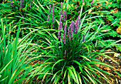 Lilyturf (Liriope muscari)