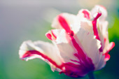 Parrot tulip (Tulipa sp.)