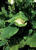 Arum lily (Zantedeschia aethiopica)