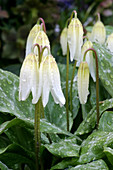Pacific fawn lily (Erythronium helenae)