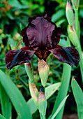 Iris flower (Iris 'Langport Wren')