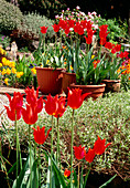 Tulips (Tulipa 'Jane Packer')