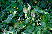 Lords and ladies (Arum maculatum)