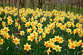 Daffodils (Narcissus 'Red Devon')