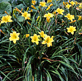 Daylilies (Hemerocallis 'Jake Russell')