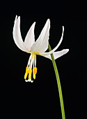 Fawn lily (Erythronium elegans)