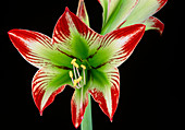 Hippeastrum organense