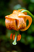 Lily (Lilium ledebourii)