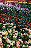 Mixed tulips (Tulipa sp.)