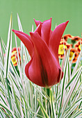 Tulip (Tulipa 'Violet Bird')