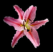 Lily flower (Lilium sp.)