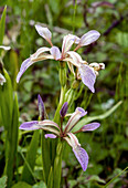Stinking iris (Iris foetidissima)