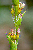 Blue-eyed grass (Sisyrinchium striatum)