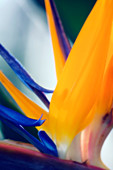 Bird of paradise (Strelitzia reginae)