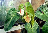 Painter's palette (Anthurium andraeanum)