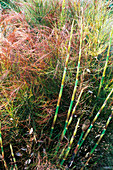 Broom reed plant