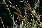 San Diego sedge (Carex spissa)