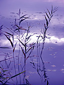 Water reeds