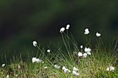 Eriophorum angustifolium