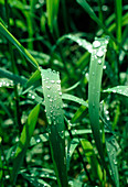 Wet grass leaves
