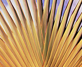 Fan-like pattern of palm fronds