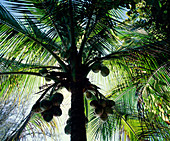 Coconut palms bearing fruit