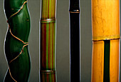 Four types of bamboo,Phyllostachys sp