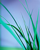 Lemon grass leaves