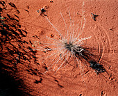 Spinifex grass