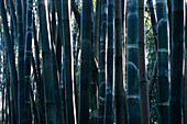 Giant Timber Bamboo