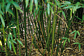 Bamboo stems