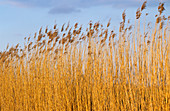 Thatcher's reeds