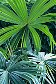Taraw palm