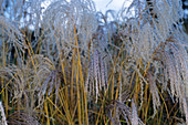 Miscanthus sinensis 'Flamingo' seed heads