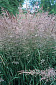 Bush grass (Calamagrostis epigejos)