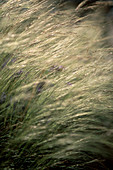 Mexican feather grass (Stipa tenuissima)