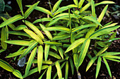 Bamboo (Pleioblastus viridistriatus)