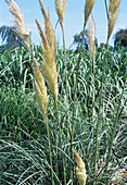 Pampas grass (Cortaderia araucana)