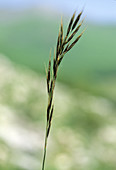 Abruzzese oat (Avenula praetutiana)